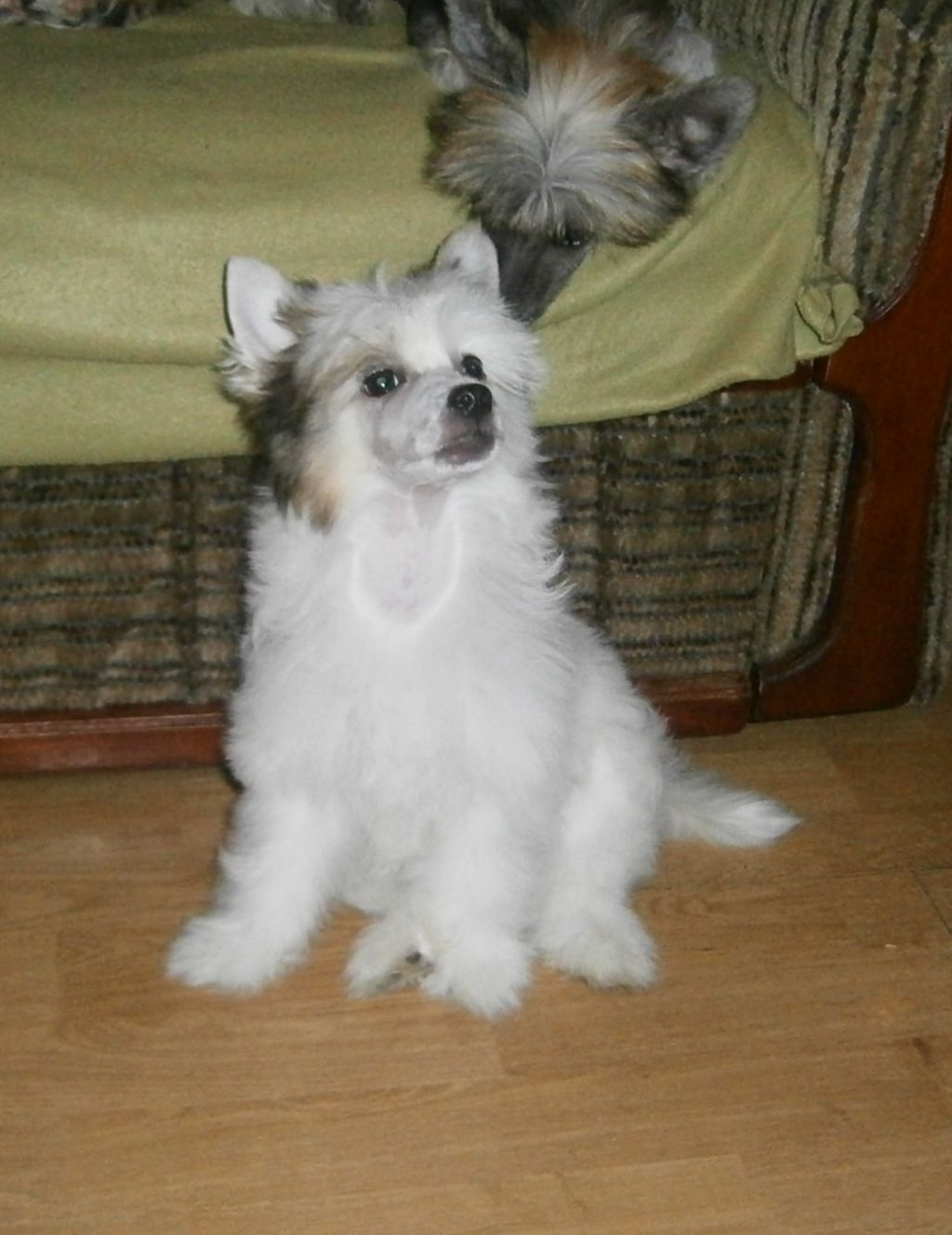 Gerda  Exotic World FCI