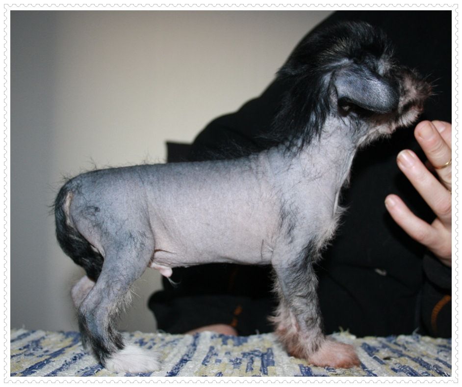 Frenja Oskar The Rat