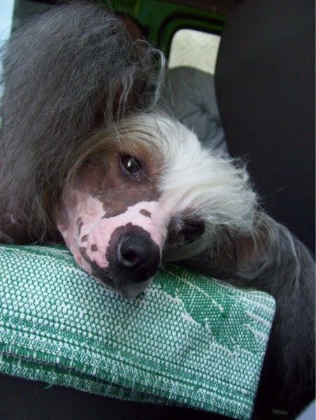 Lustalver's Egipetskaja Prinzessa