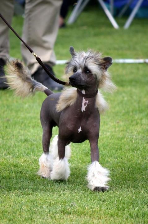 Desireme Shout It Out