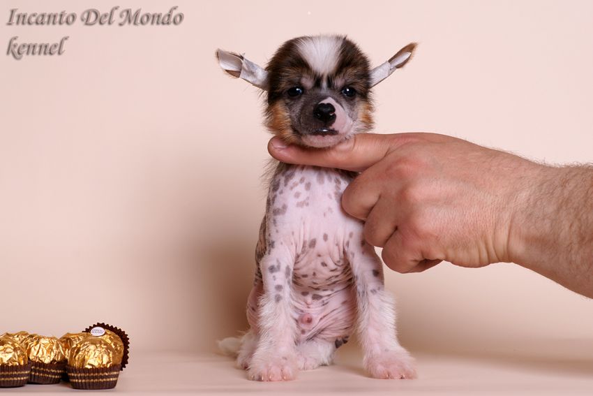 Incanto Del Mondo Brioni