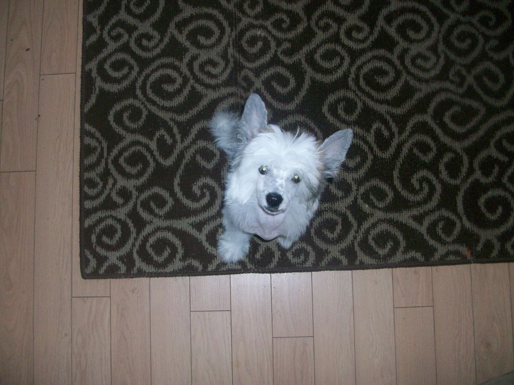 Crestars Solo Vice HL