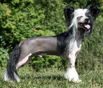 Status Imperial N'uy Star Minodora 