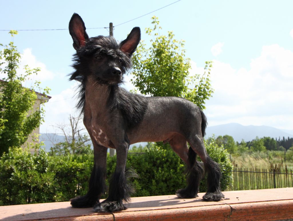 All in Black Top Orient