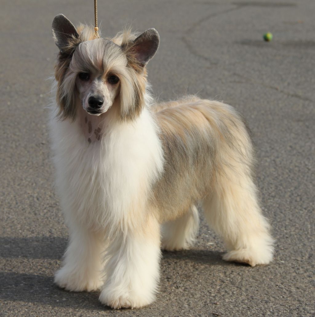 Audrey of Velvet Top Orient