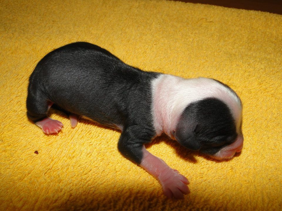 Absolute Aristocrat Top Orient