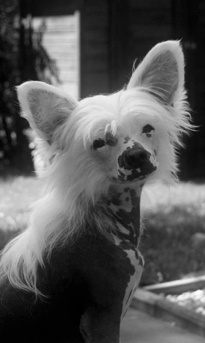 Silkencrest Arctic Adventure