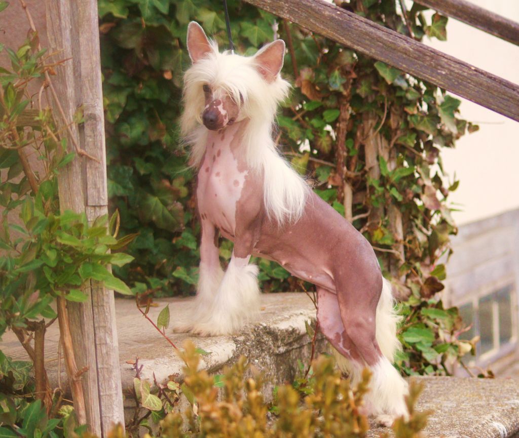 Whispering Lane Without Permission