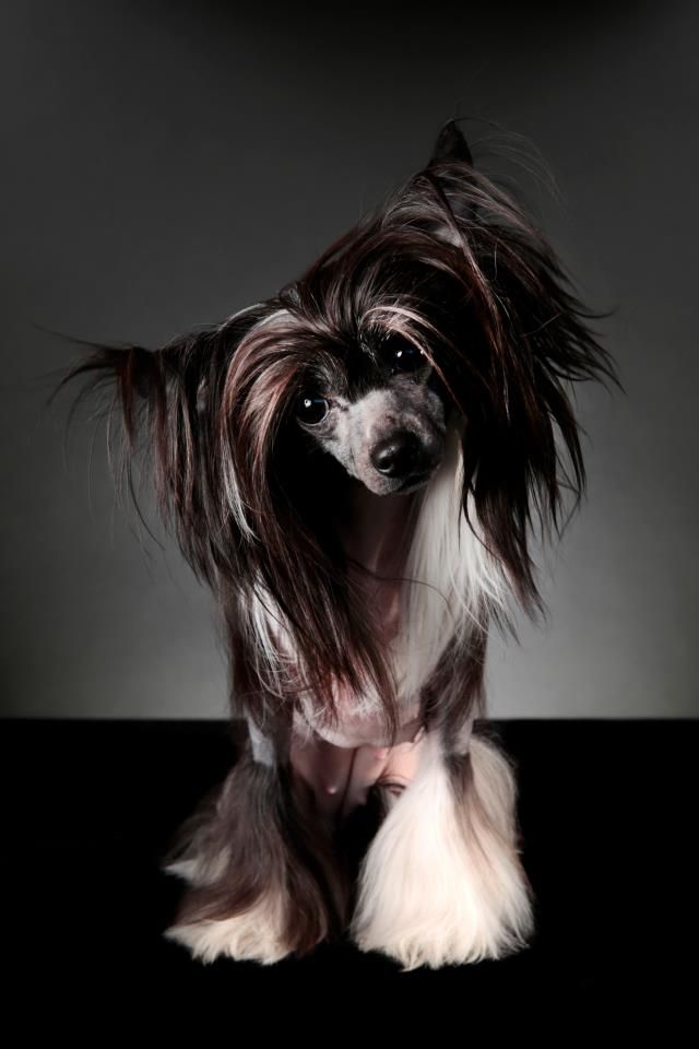 honey moon du pavé de varennes