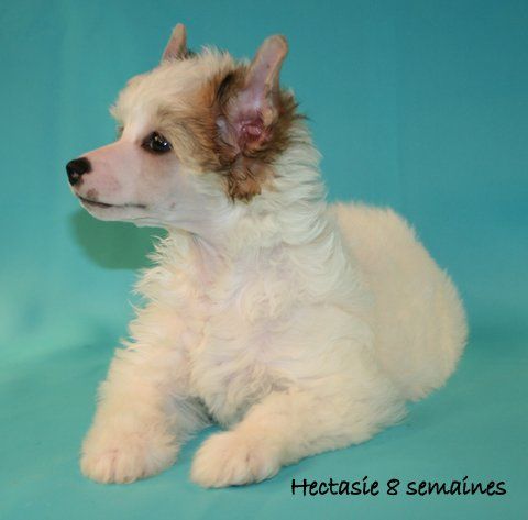 hectasie du pavé de varennes