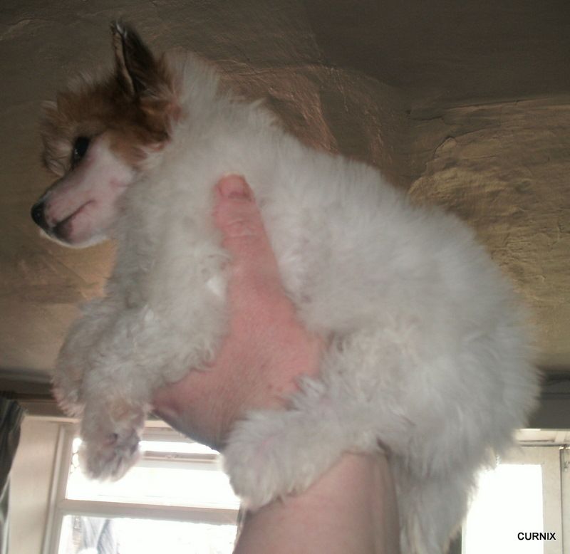 Moretonia Don't Dazzle