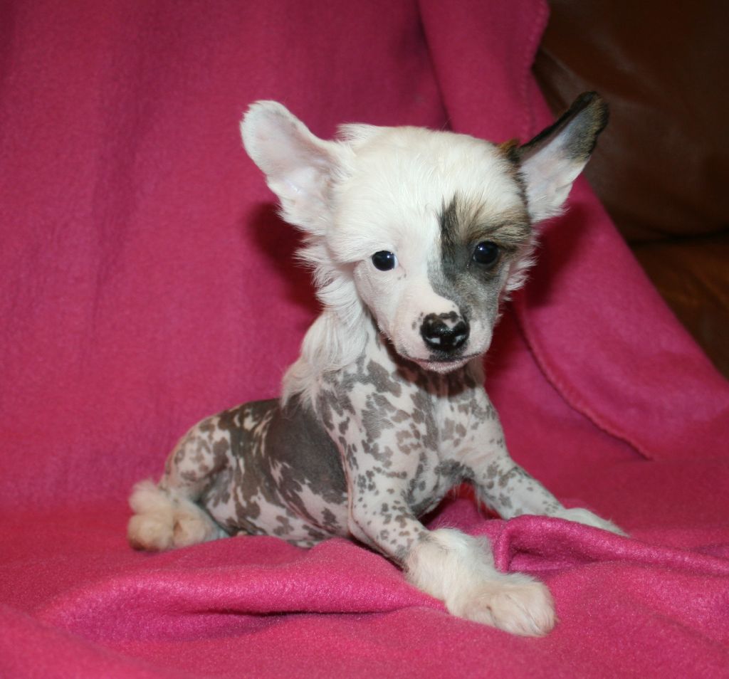 Proud Pony You Will See