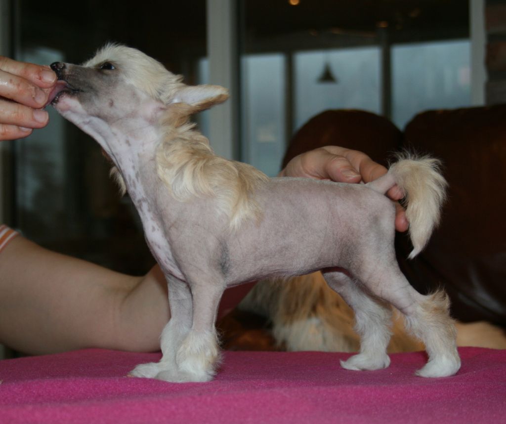 Proud Pony Yellow Submarine