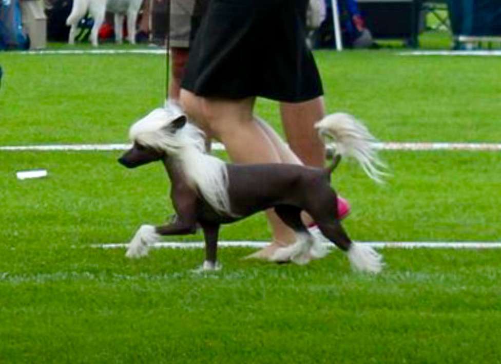 Blameless Bride by Little Jade