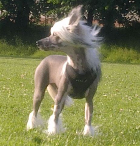 Crazy Diamond Exquisit Caisa