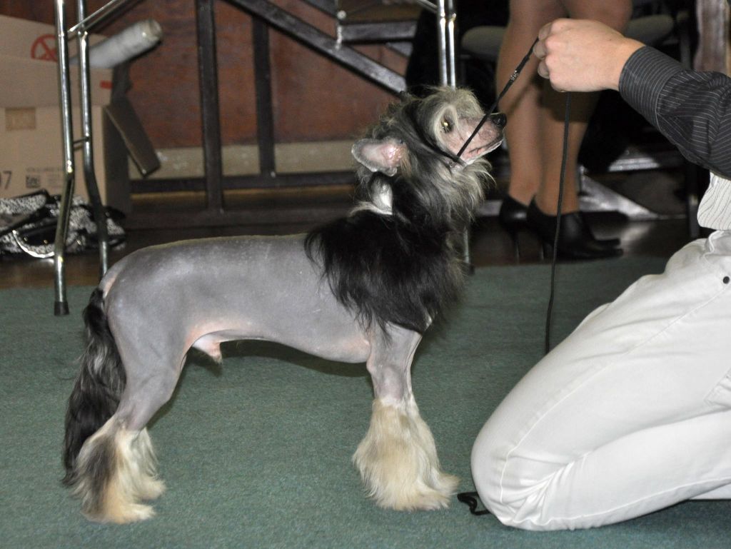 Camerron Chico Diamond of the Night