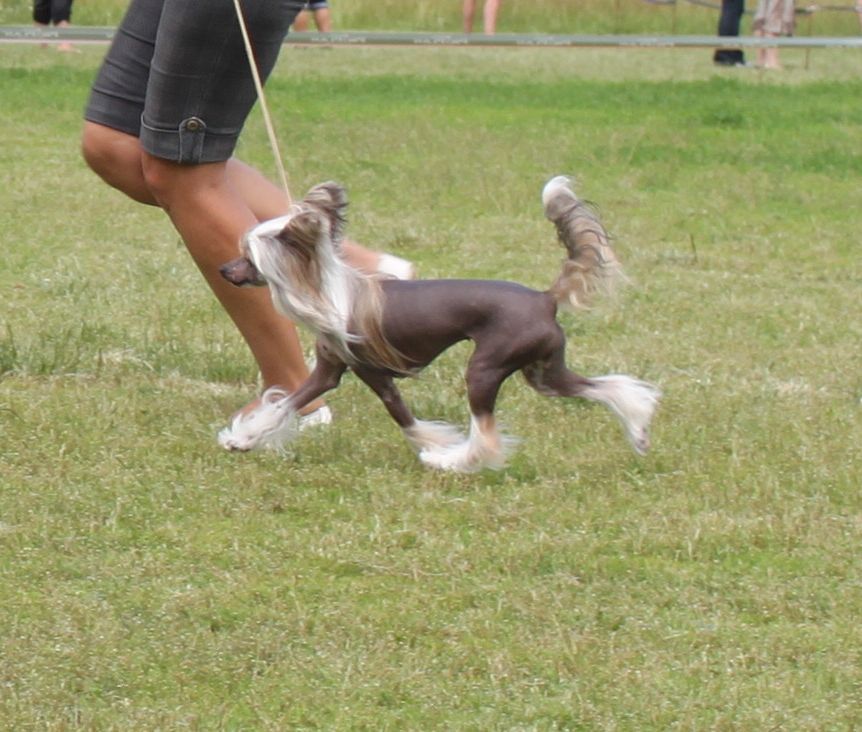 Zhuravushka Lybavushka iz Hohlyandii