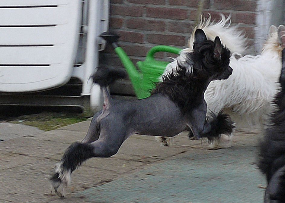 Fearless Freddy Little Charmings