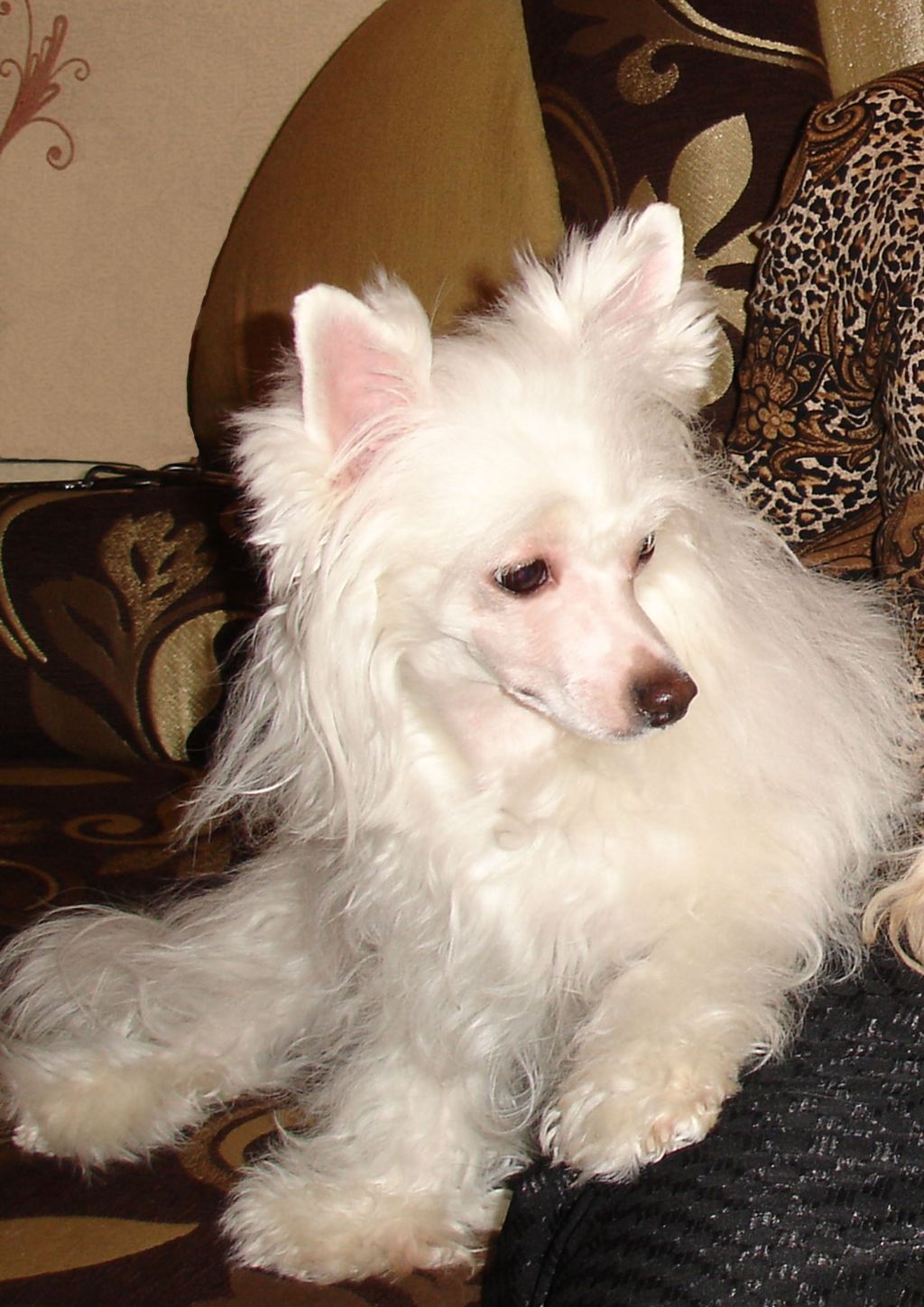 Rauliya Belosnejnaya Ledi