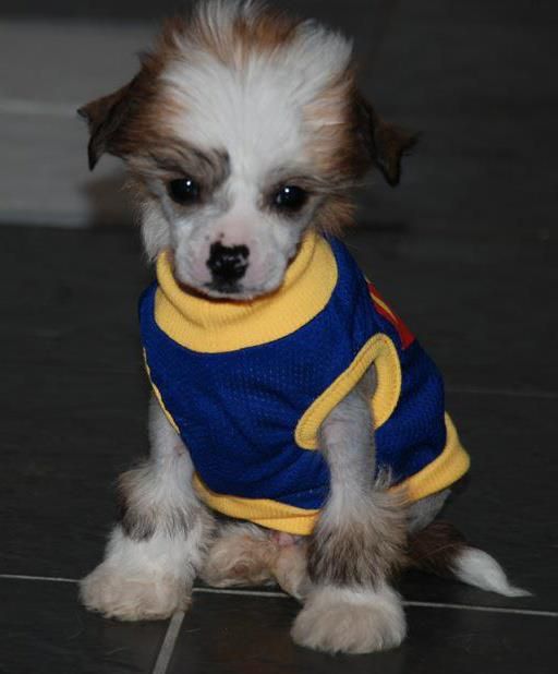 Syingcrest Lord Roukan