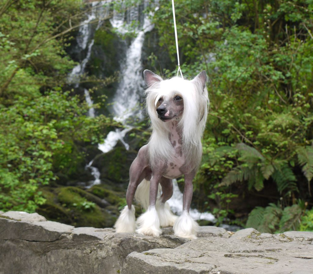 Ir Ch Syingcrest Come As You Are For Simbrucs, Cw1