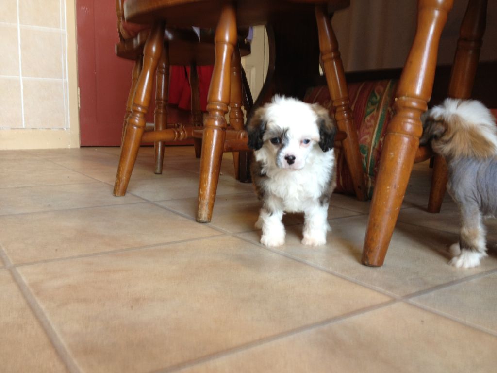 Syingcrest Paint A Rainbow