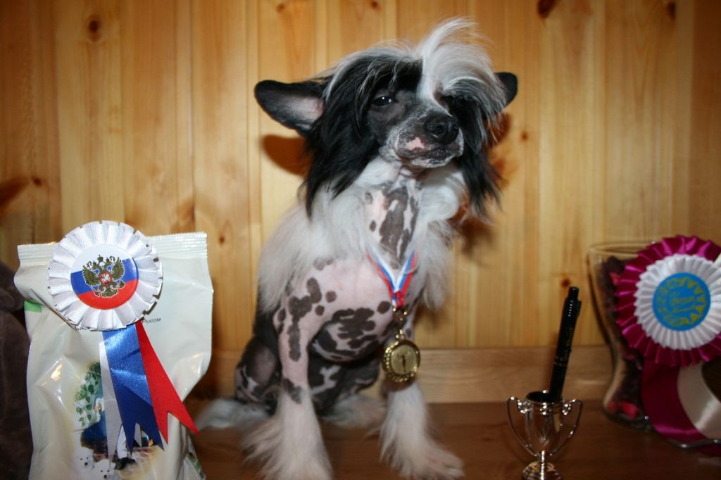 Bella Konstanta Evrostandart