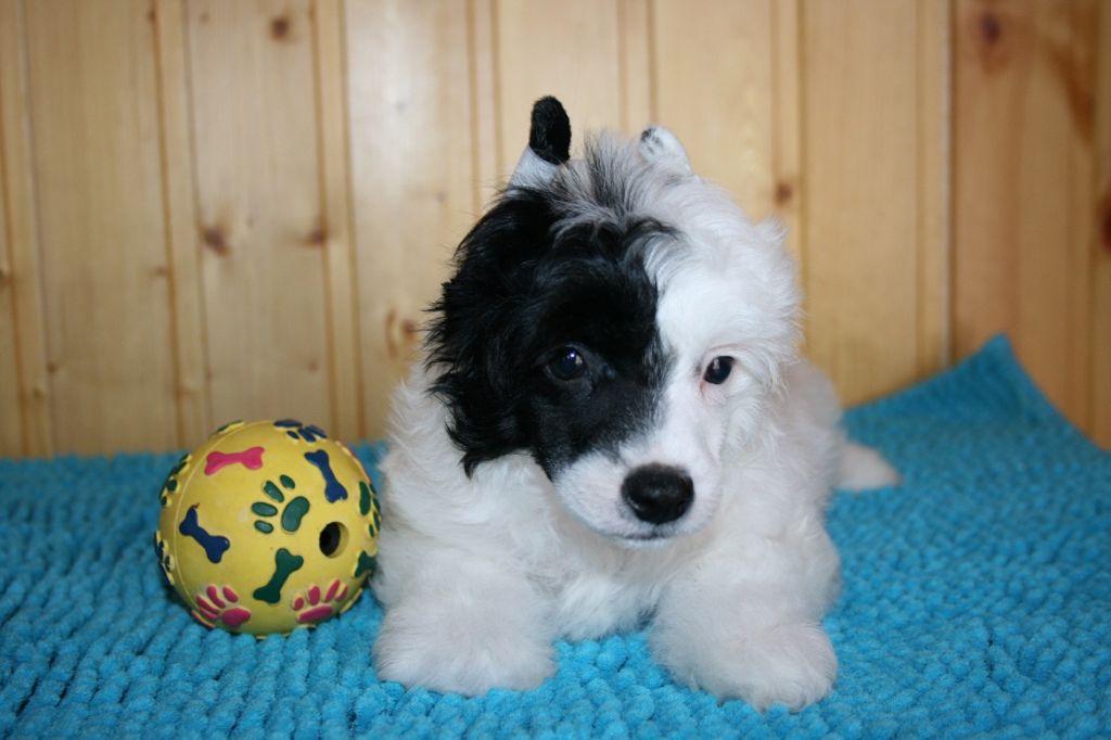 Bella Konstanta Egipetsky Imperator