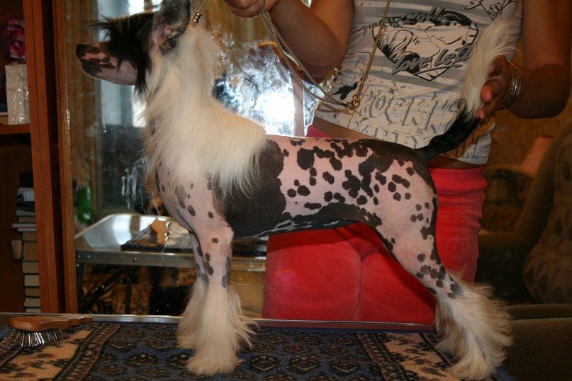 Bella Konstanta Evra Leone