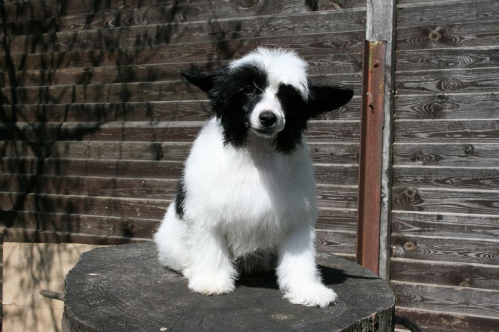 Bella Konstanta Egednevnoe schacte