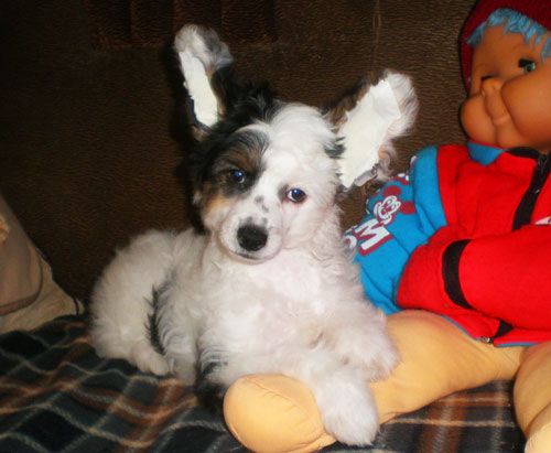 Vini-Pux ot Versache