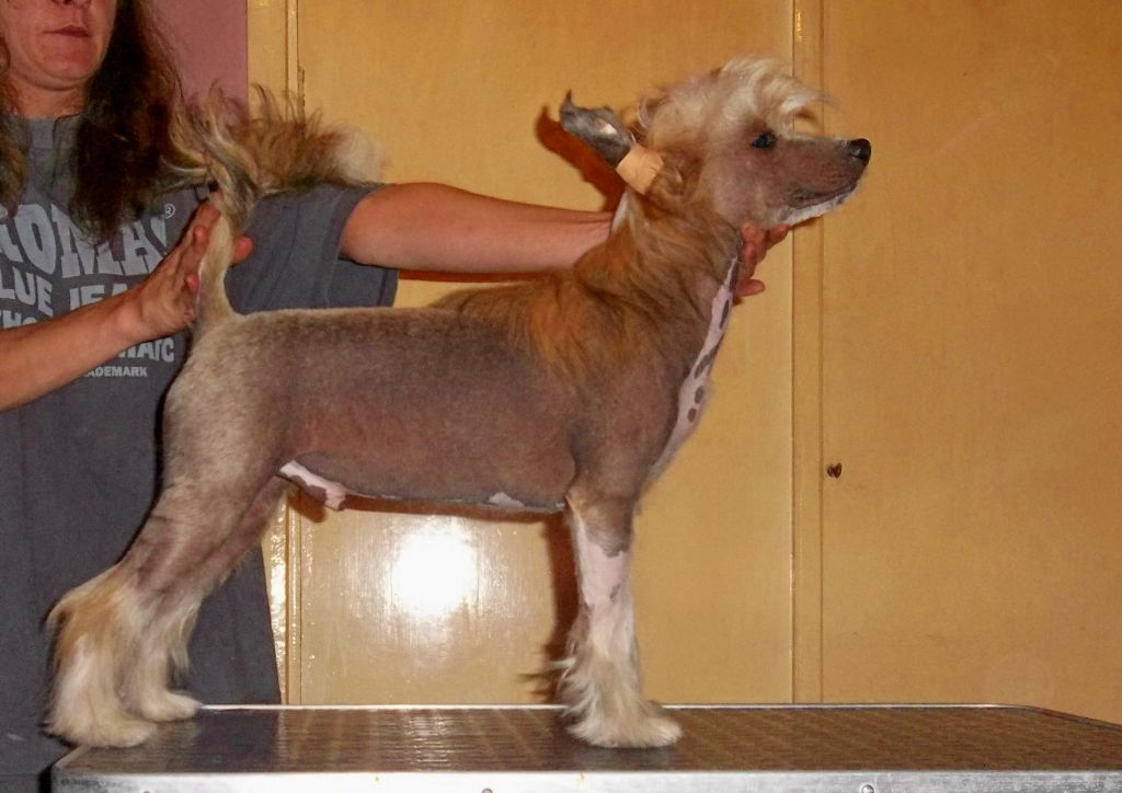 Puha - Luxus Porcelán Halleluja