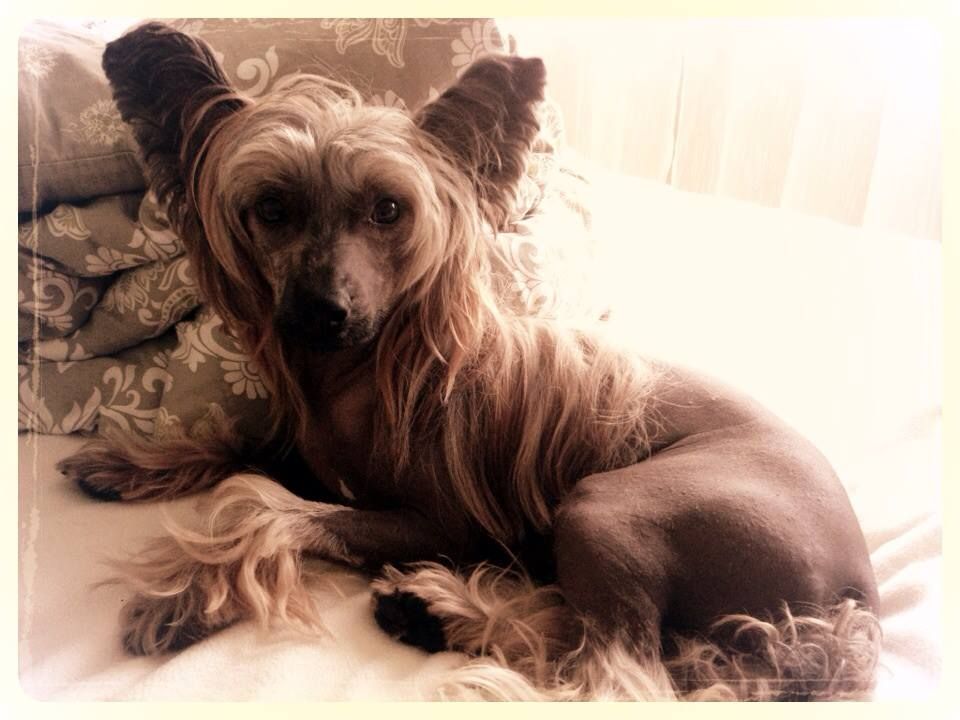 Puha - Luxus Porcelán Huligán