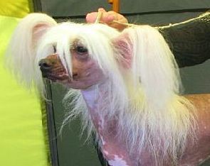 Fantastik Kashmir Eolanta Belle