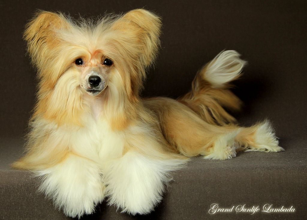 Grand Sunlife Lambada