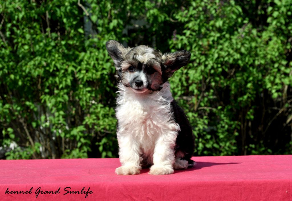 Grand Sunlife London