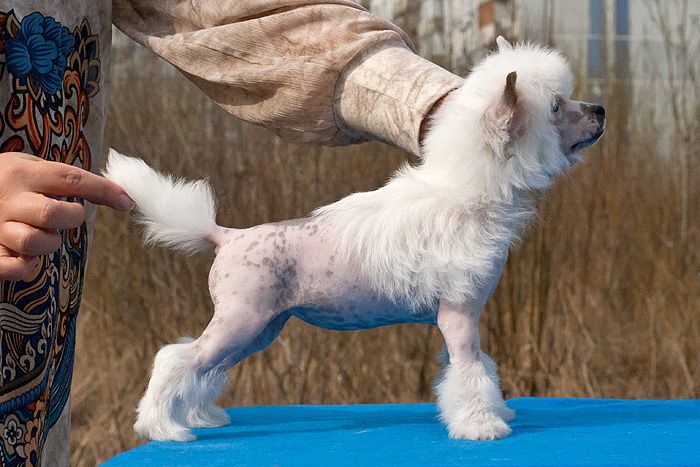 Status Imperial Exclusive For Me