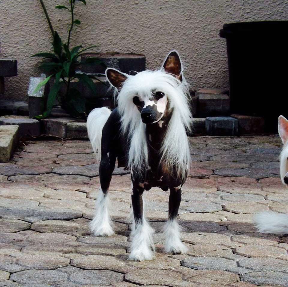 Kalypso's Here We Go Again