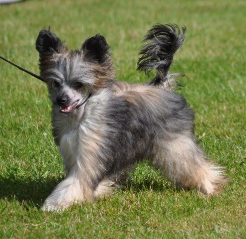 Chakrat's Crazy Little Demon