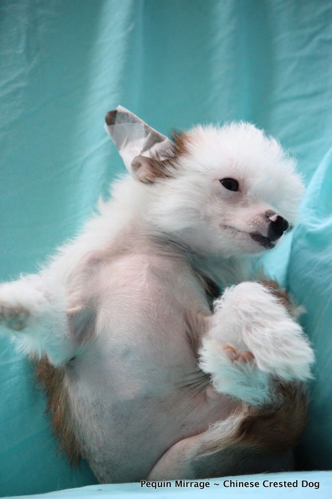 Pequin Mirrage Boris