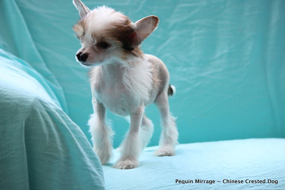 Pequin Mirrage Born to be Wild