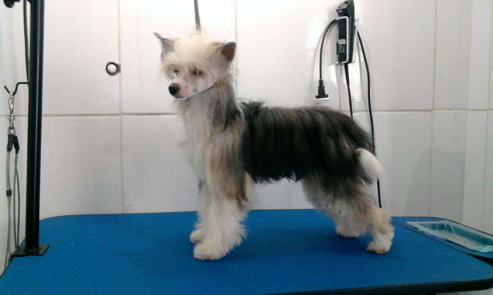 Pequin Mirrage Bellatrix