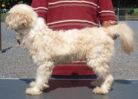 Kalil Peludo do Baktaran