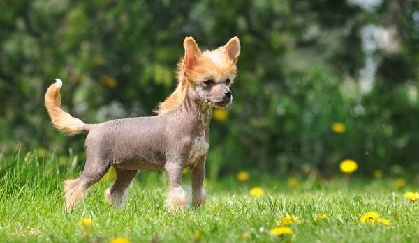 Jean Dark I Do I Do I Do I Do I Do