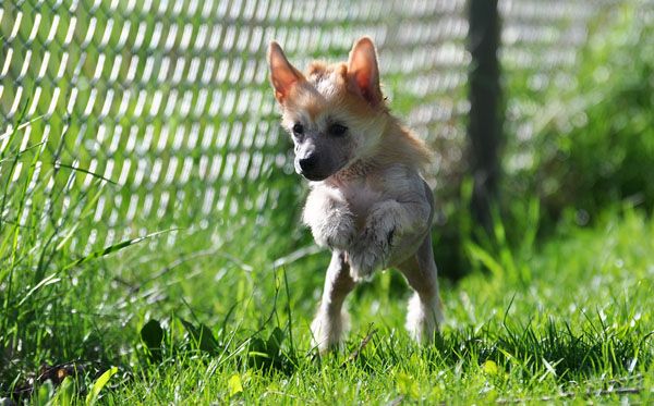 Jean Dark Indian Sunset