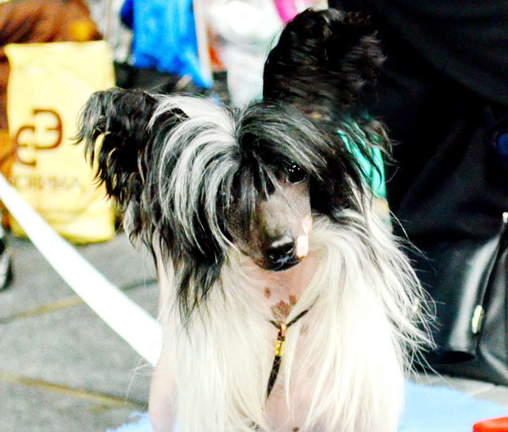 Ch. Kyara Strong  Spirit