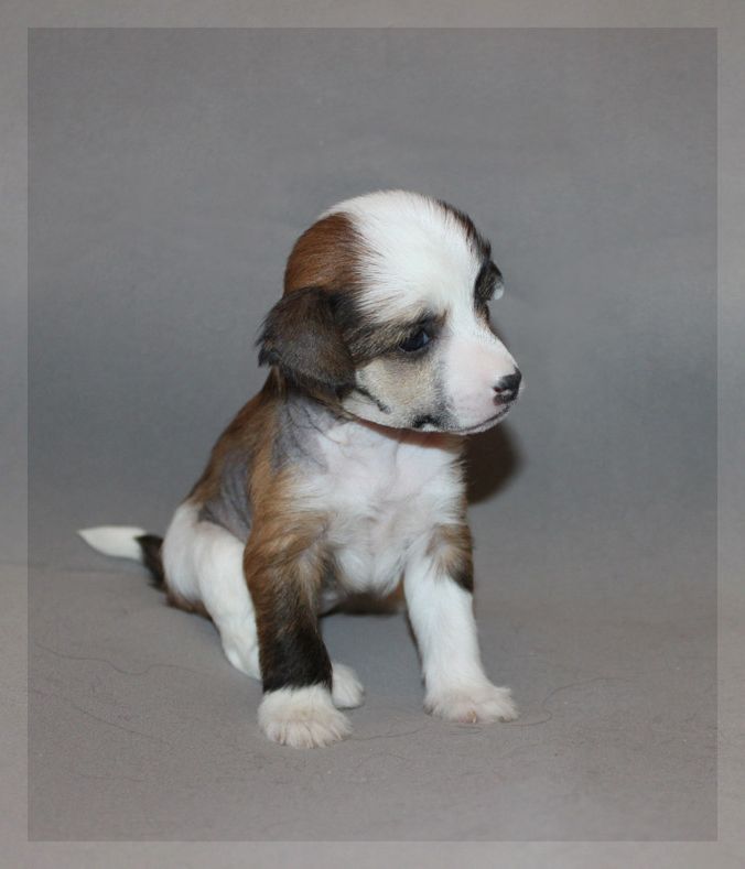 Lanart Essence of Beauty Ksolo Club