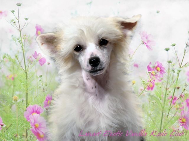 Lanart Exotic Vanilla Ksolo Club