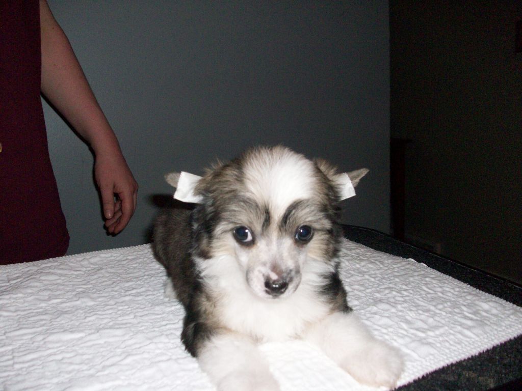 Presenting Rumor Has It