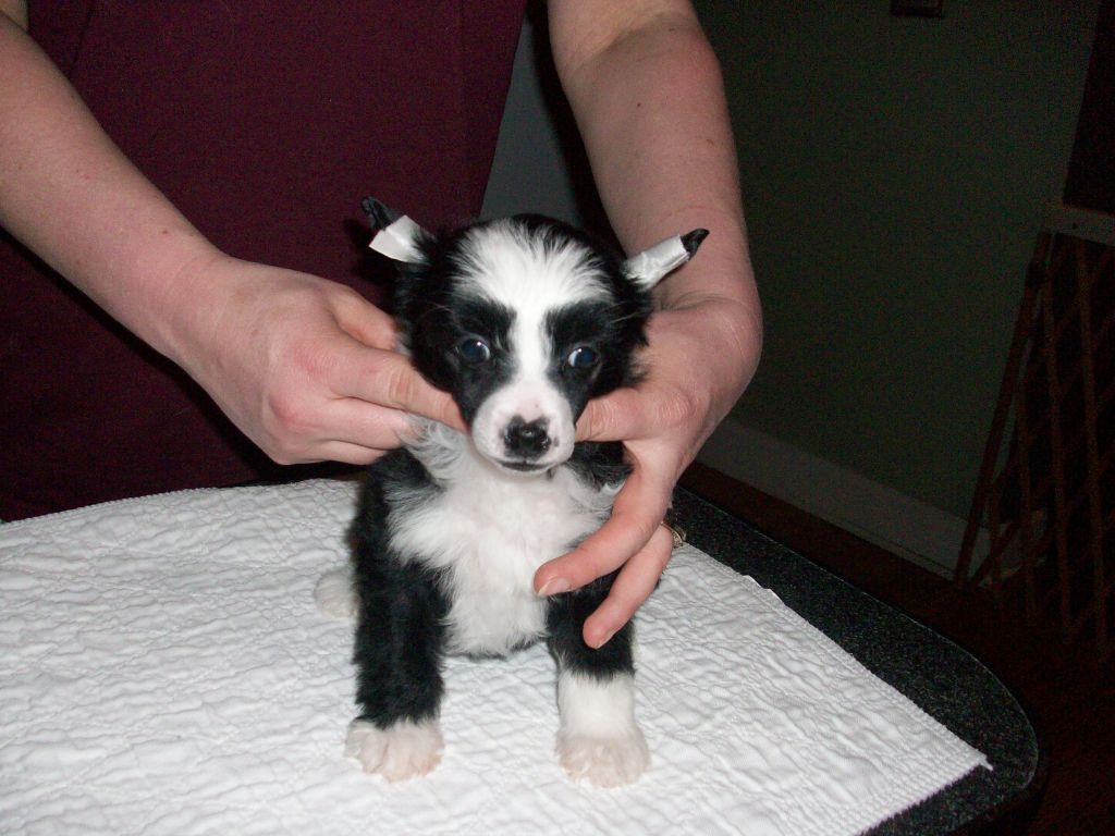 Presenting Gossip Girl